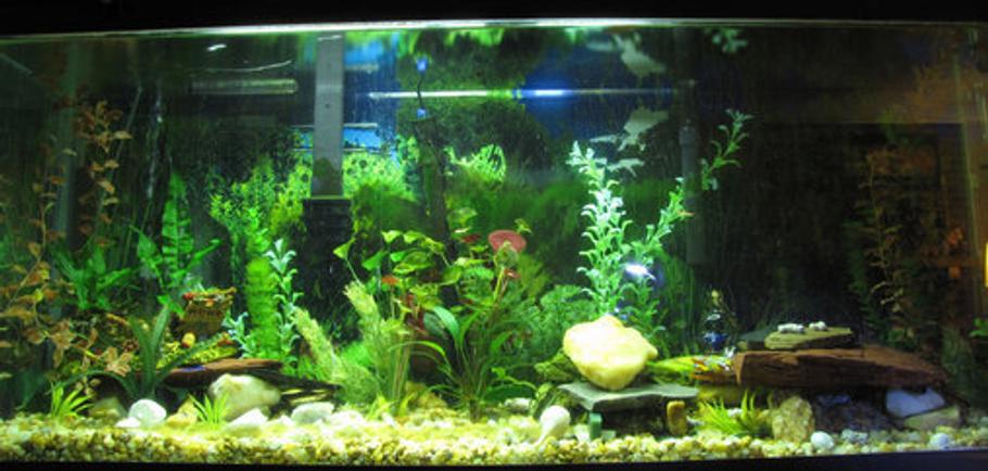 3 Problems Every Aquarist Can Avoid 3 Problems Every Aquarist Can Avoid