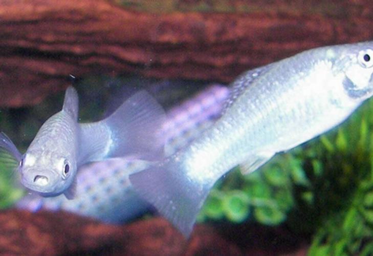 How to Start a Brackish Tank How to Start a Brackish Tank
