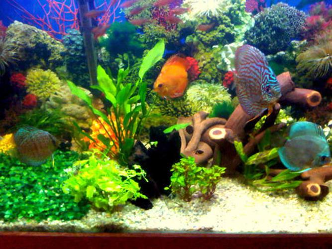 what is ratemyfishtank com