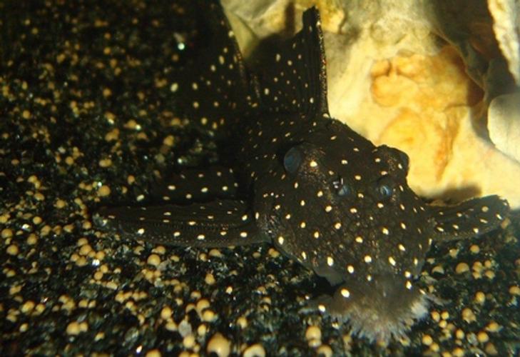 Will Algae Wafers Make my Tank Water Cloudy? Will Algae Wafers Make my Tank Water Cloudy?