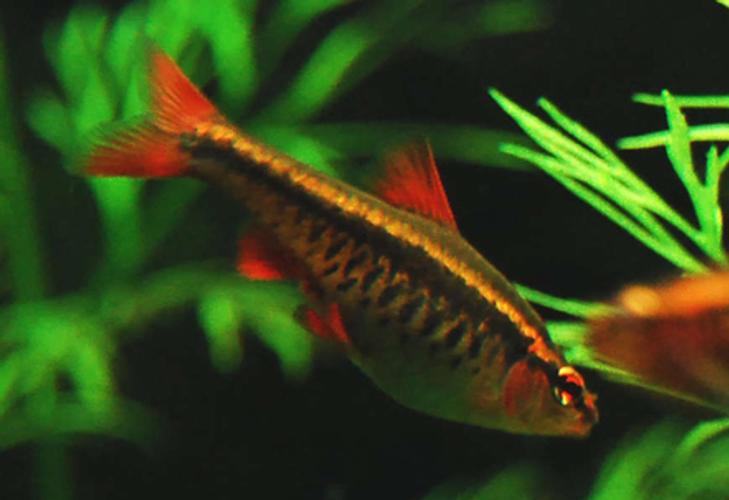Choosing the Right Barbs for Your Tank Choosing the Right Barbs for Your Tank