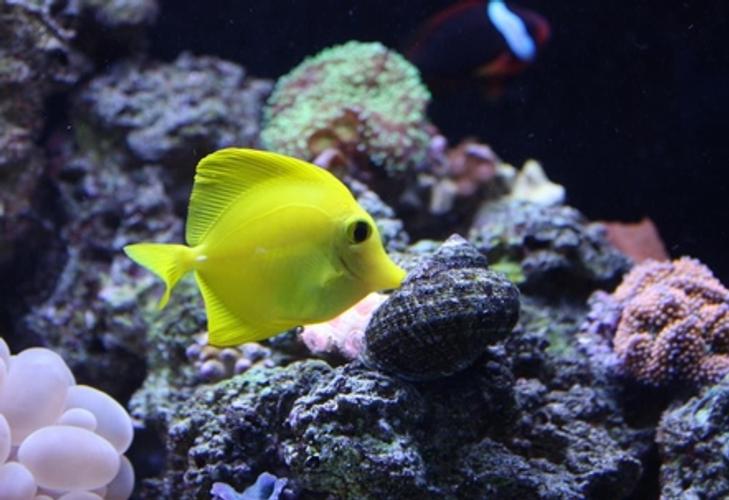 Wavemakers for Saltwater Tanks Wavemakers for Saltwater Tanks