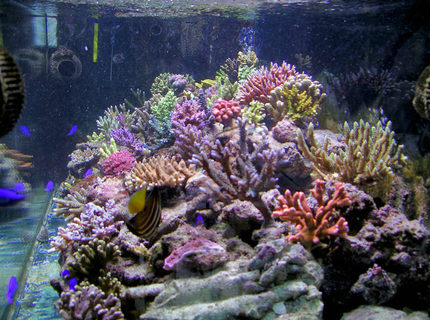 Rated #7: 200 Gallons Reef Tank - 160x60x60 cm 2 x400w HQI
skimmer BK 250 Internal
reactor calciun handycraft
n° 2 Vortech Ecotech Marine Rated #7: 200 Gallons Reef Tank - 160x60x60 cm 2 x400w HQI
skimmer BK 250 Internal
reactor calciun handycraft
n° 2 Vortech Ecotech Marine