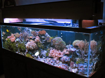 Rated #10: 125 Gallons Reef Tank - 125 gallons reef
2-175watts MH Reeflux 10K + 2-160watts VHO
Remora AquaC Pro Skimmer
3-Koralia PH Rated #10: 125 Gallons Reef Tank - 125 gallons reef
2-175watts MH Reeflux 10K + 2-160watts VHO
Remora AquaC Pro Skimmer
3-Koralia PH's
1/4hp chiller