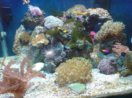 63 gallons reef tank (mostly live coral and fish) - new look added new live rock and corals new venture 10 k plus metal halide light 150w . comments welcome 63 gallons reef tank (mostly live coral and fish) - new look added new live rock and corals new venture 10 k plus metal halide light 150w . comments welcome