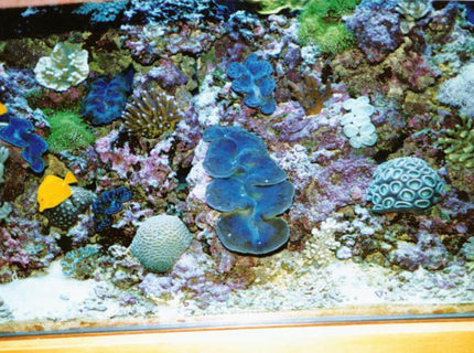 175 gallons reef tank (mostly live coral and fish) - 175 gal bowfront 175 gallons reef tank (mostly live coral and fish) - 175 gal bowfront