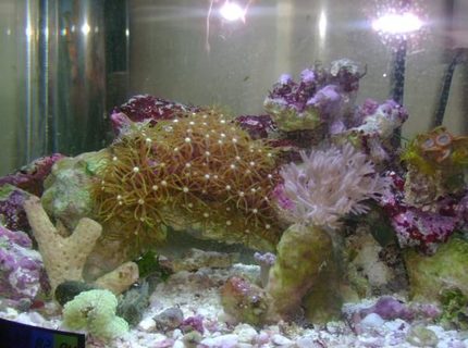 1 gallon reef tank (mostly live coral and fish) - 1.5 reef 1 gallon reef tank (mostly live coral and fish) - 1.5 reef