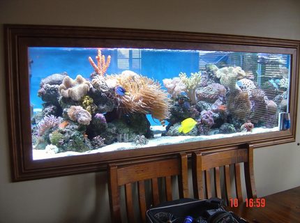 Rated #7: 185 Gallons Reef Tank - my tank Rated #7: 185 Gallons Reef Tank - my tank