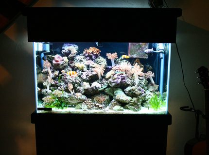 45 gallons reef tank (mostly live coral and fish) - stand 45 gallons reef tank (mostly live coral and fish) - stand