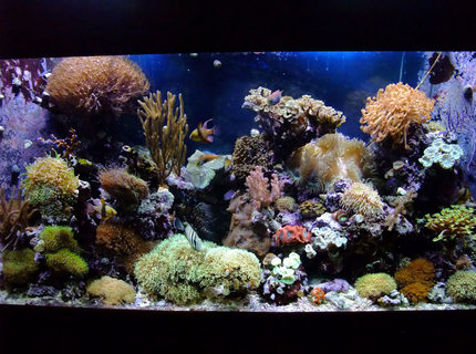 Rated #3: 130 Gallons Reef Tank - 130 Gal Mixed Reef,close to 4 years old. Rated #3: 130 Gallons Reef Tank - 130 Gal Mixed Reef,close to 4 years old.