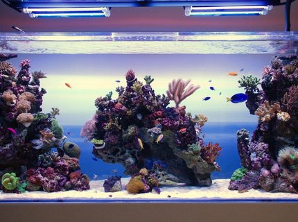 350 gallons reef tank (mostly live coral and fish) - Reef tank 350 gallons reef tank (mostly live coral and fish) - Reef tank