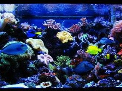 Rated #7: 210 Gallons Reef Tank - 210 Gallon reef aquarium Rated #7: 210 Gallons Reef Tank - 210 Gallon reef aquarium