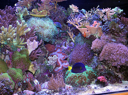 Rated #4: 180 Gallons Reef Tank - right side of 180 pentagon Rated #4: 180 Gallons Reef Tank - right side of 180 pentagon