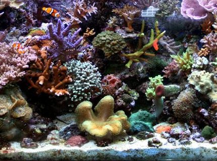 Rated #10: 210 Gallons Reef Tank - Full tank shot of 75gal tank. may 08 Rated #10: 210 Gallons Reef Tank - Full tank shot of 75gal tank. may 08