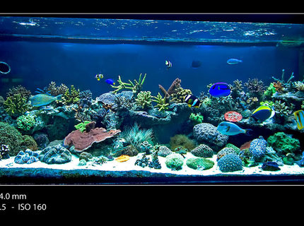 175 gallons reef tank (mostly live coral and fish) - Main tank full shot Dec 2009. 175 gallons reef tank (mostly live coral and fish) - Main tank full shot Dec 2009.