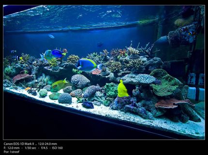 175 gallons reef tank (mostly live coral and fish) - Angle view shot 175 gallons reef tank (mostly live coral and fish) - Angle view shot