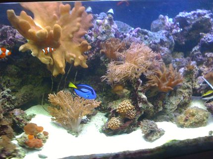 400 gallons reef tank (mostly live coral and fish) - my 4ft reef so far. 400 gallons reef tank (mostly live coral and fish) - my 4ft reef so far.