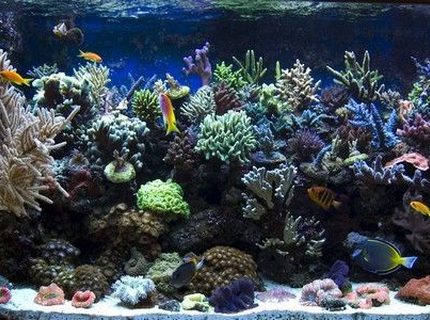 540 gallons reef tank (mostly live coral and fish) - tank05 540 gallons reef tank (mostly live coral and fish) - tank05