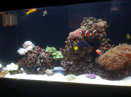 50 gallons reef tank (mostly live coral and fish) - My Reef Fish Tank 50 gallons reef tank (mostly live coral and fish) - My Reef Fish Tank