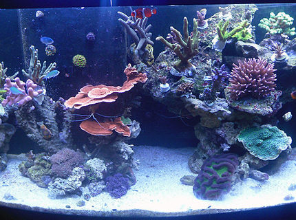 Rated #8: 72 Gallons Reef Tank - My 72g SPS tank Rated #8: 72 Gallons Reef Tank - My 72g SPS tank