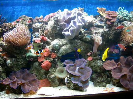 1 gallon reef tank (mostly live coral and fish) - My old tank 1 gallon reef tank (mostly live coral and fish) - My old tank