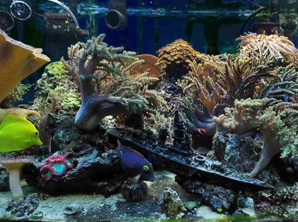 50 gallons reef tank (mostly live coral and fish) - 50 gallon reef (5 years experience, last 4 in place) 50 gallons reef tank (mostly live coral and fish) - 50 gallon reef (5 years experience, last 4 in place)
