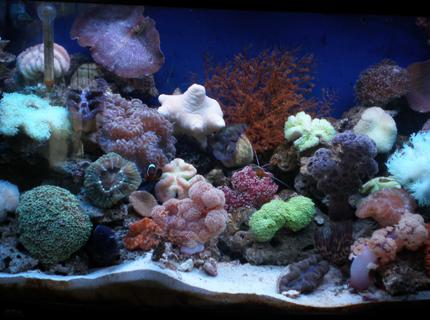 50 gallons reef tank (mostly live coral and fish) - my reef tank 50 gallons reef tank (mostly live coral and fish) - my reef tank