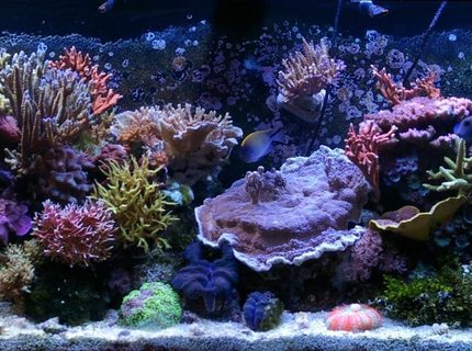 Rated #2: 150 Gallons Reef Tank - 150g SPS Rated #2: 150 Gallons Reef Tank - 150g SPS