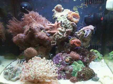 14 gallons reef tank (mostly live coral and fish) - 14 gallon bio cube tank 14 gallons reef tank (mostly live coral and fish) - 14 gallon bio cube tank
