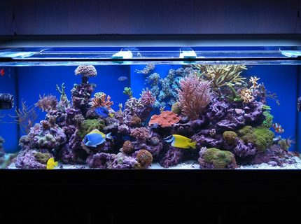 Rated #4: 100 Gallons Reef Tank - Latest Pics Of My One year old Reef Tank Rated #4: 100 Gallons Reef Tank - Latest Pics Of My One year old Reef Tank