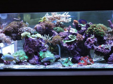 Rated #6: 120 Gallons Reef Tank - My living room Aquascape Rated #6: 120 Gallons Reef Tank - My living room Aquascape