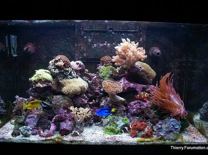 66 gallons reef tank (mostly live coral and fish) - My Red Sea Max 250 in August 66 gallons reef tank (mostly live coral and fish) - My Red Sea Max 250 in August