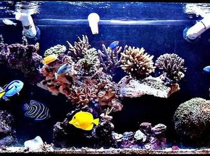 Rated #3: 125 Gallons Reef Tank - ~125 Gallon SPS Dominant Predator Reef ~ Rated #3: 125 Gallons Reef Tank - ~125 Gallon SPS Dominant Predator Reef ~