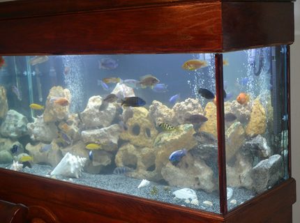 90 gallons reef tank (mostly live coral and fish) - My Favorite Cichlid tank. 90 gallons reef tank (mostly live coral and fish) - My Favorite Cichlid tank.