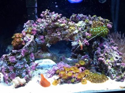 20 gallons reef tank (mostly live coral and fish) - 20 Gallon Nano Reef 20 gallons reef tank (mostly live coral and fish) - 20 Gallon Nano Reef