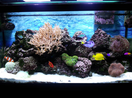 90 gallons reef tank (mostly live coral and fish) - Under the sea, in the living room. 90 gallons reef tank (mostly live coral and fish) - Under the sea, in the living room.