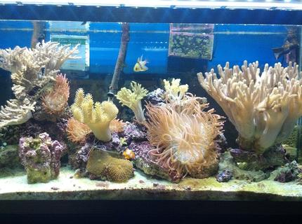 90 gallons reef tank (mostly live coral and fish) - 90 Gallon Leather Reef 90 gallons reef tank (mostly live coral and fish) - 90 Gallon Leather Reef