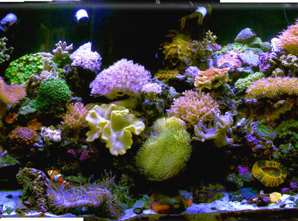 Rated #10: 140 Gallons Reef Tank - my new old tank after the house got hit by lightening and the lights didnt work for 2 weeks when we were
out of town(of course) and all the fish were electrocuted :-( the large corals survived Rated #10: 140 Gallons Reef Tank - my new old tank after the house got hit by lightening and the lights didnt work for 2 weeks when we were
out of town(of course) and all the fish were electrocuted :-( the large corals survived