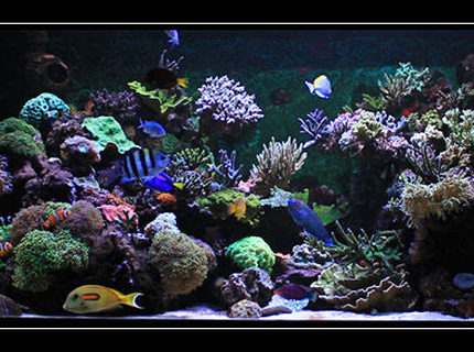 554 gallons reef tank (mostly live coral and fish) - my reef tank 554 gallons reef tank (mostly live coral and fish) - my reef tank