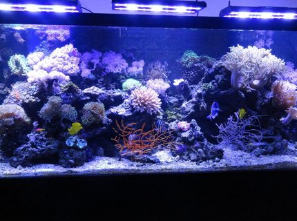 220 gallons reef tank (mostly live coral and fish) - 220 Gallon Reef Tank with Acan LED Lighting 220 gallons reef tank (mostly live coral and fish) - 220 Gallon Reef Tank with Acan LED Lighting