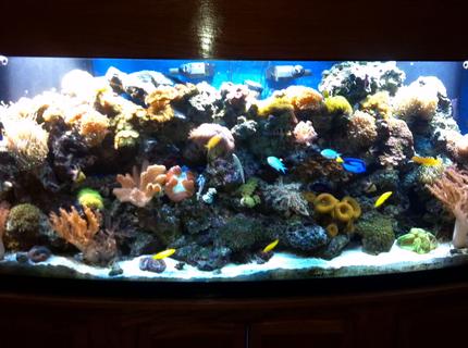 200 gallons reef tank (mostly live coral and fish) 200 gallons reef tank (mostly live coral and fish)
