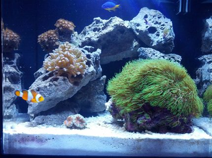 8 gallons reef tank (mostly live coral and fish) - 8 gal Nano 8 gallons reef tank (mostly live coral and fish) - 8 gal Nano