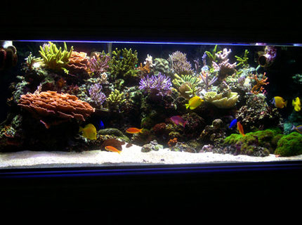 Rated #3: 225 Gallons Reef Tank - Main Tank: 225gl Starphire (60Lx36Wx24H) Euro-Braced Reef Tank
Water Movement: TUNZE 6100 Stream, SEIO 1500, One Aquaclear 270 Powerhead
Main Pump: Sequence DART
Skimmer: Deltec AP851
Calcium Reactor: GEO Calcium Reactor
Main Lighting: Two 250 watt Metal Halide housed in Lumenarc III Reflectors
Bulbs: Two XM 10K 250 Watt SE - Three 140 watt VHO (Two Uri Actinic, One Actinic White)
Ballasts: Two Hellolights ARO PRO Series Ballasts M58
Sump: 45gl sump, 4 cups of carbon changed every month. Small Refugium in sump.
Top Off: Tank is topped off with Kalkwasser using a Deltec KM500 Kalk Stirrer
Water Parameters:
Calcium: ~ 400 PPM
Alkalinity: ~ 7.5dKH
Specific Gravity: ~1.026
pH: ~ 8.23
Temperature:~ 77.4 - 79.0
Nitrate: Undetectable
Phosphate: Undetectable Rated #3: 225 Gallons Reef Tank - Main Tank: 225gl Starphire (60Lx36Wx24H) Euro-Braced Reef Tank
Water Movement: TUNZE 6100 Stream, SEIO 1500, One Aquaclear 270 Powerhead
Main Pump: Sequence DART
Skimmer: Deltec AP851
Calcium Reactor: GEO Calcium Reactor
Main Lighting: Two 250 watt Metal Halide housed in Lumenarc III Reflectors
Bulbs: Two XM 10K 250 Watt SE - Three 140 watt VHO (Two Uri Actinic, One Actinic White)
Ballasts: Two Hellolights ARO PRO Series Ballasts M58
Sump: 45gl sump, 4 cups of carbon changed every month. Small Refugium in sump.
Top Off: Tank is topped off with Kalkwasser using a Deltec KM500 Kalk Stirrer
Water Parameters:
Calcium: ~ 400 PPM
Alkalinity: ~ 7.5dKH
Specific Gravity: ~1.026
pH: ~ 8.23
Temperature:~ 77.4 - 79.0
Nitrate: Undetectable
Phosphate: Undetectable