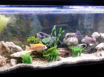 44 gallons reef tank (mostly live coral and fish) - African Cichlid Mbuna Tank
4ft - 45 Gallon (168 Litres) 44 gallons reef tank (mostly live coral and fish) - African Cichlid Mbuna Tank
4ft - 45 Gallon (168 Litres)