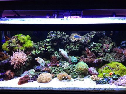45 gallons reef tank (mostly live coral and fish) - front shot of aquarium 45 gallons reef tank (mostly live coral and fish) - front shot of aquarium