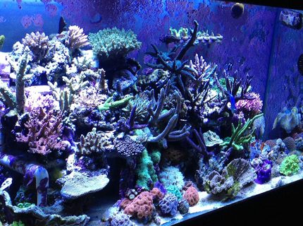 110 gallons reef tank (mostly live coral and fish) - Sps tank 110 gallons reef tank (mostly live coral and fish) - Sps tank