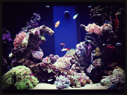 90 gallons reef tank (mostly live coral and fish) - I call this tank Utopia. As it looks like an under water paradise. :) I tried to create mountains, slopes and caves to give the tank a sense of depth and realism. Also color to add a sense of life to the tank. Thanks for viewing! 90 gallons reef tank (mostly live coral and fish) - I call this tank Utopia. As it looks like an under water paradise. :) I tried to create mountains, slopes and caves to give the tank a sense of depth and realism. Also color to add a sense of life to the tank. Thanks for viewing!