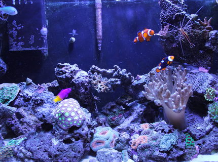 33 gallons reef tank (mostly live coral and fish) - 2 years old. 33 gallons reef tank (mostly live coral and fish) - 2 years old.