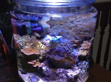 3 gallons reef tank (mostly live coral and fish) - My Pickle/Cookie Jar Pico Reef after 5 Months. 3 gallons reef tank (mostly live coral and fish) - My Pickle/Cookie Jar Pico Reef after 5 Months.