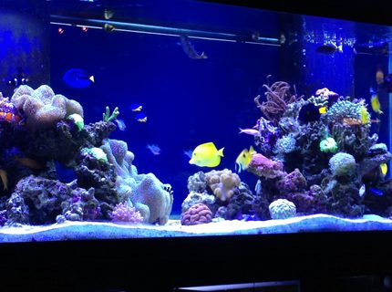 210 gallons reef tank (mostly live coral and fish) - 210 gallon display, 70 gallon sump, led lights 210 gallons reef tank (mostly live coral and fish) - 210 gallon display, 70 gallon sump, led lights